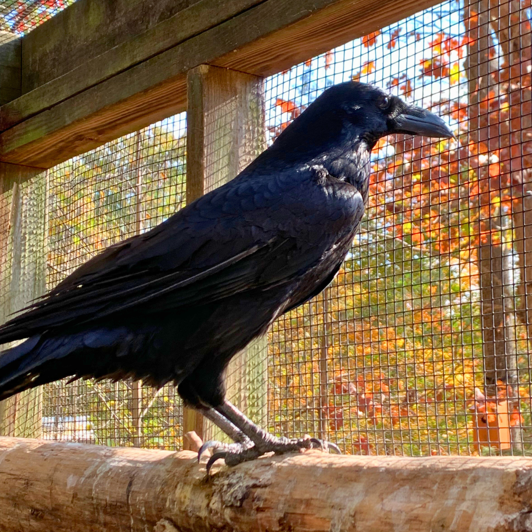 A Common Raven perches and looks out of its enclosure