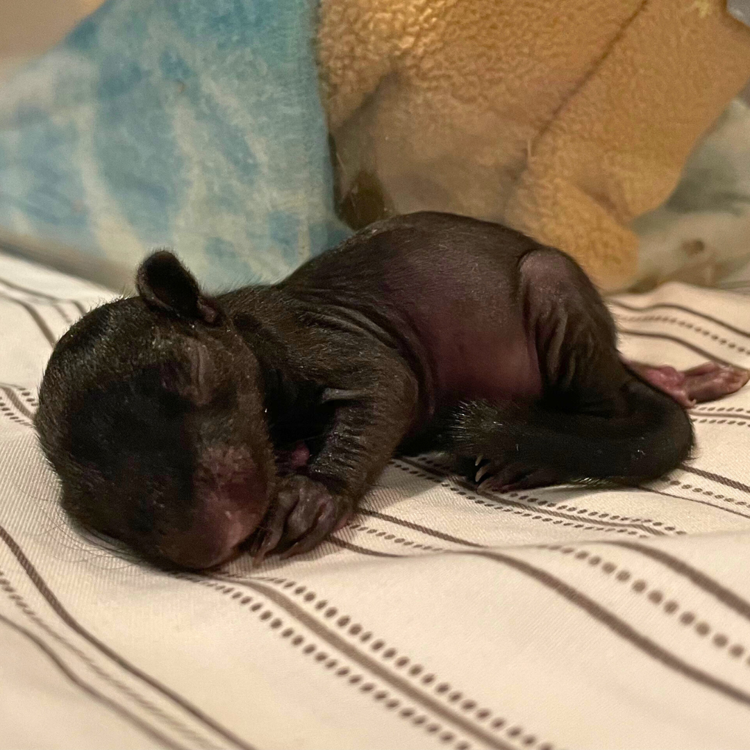 A black baby squirrel sleeping