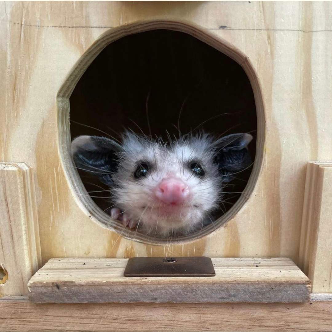 A juvenile Virginia Opossum peeks out of its hide box at RWS.