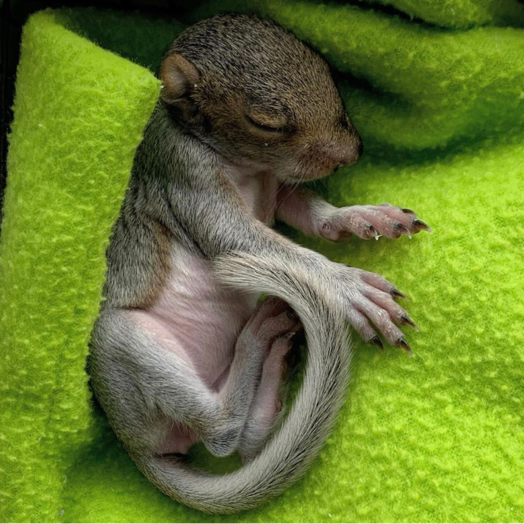 A Baby eastern gray squirrel sleeps on a green fleece.