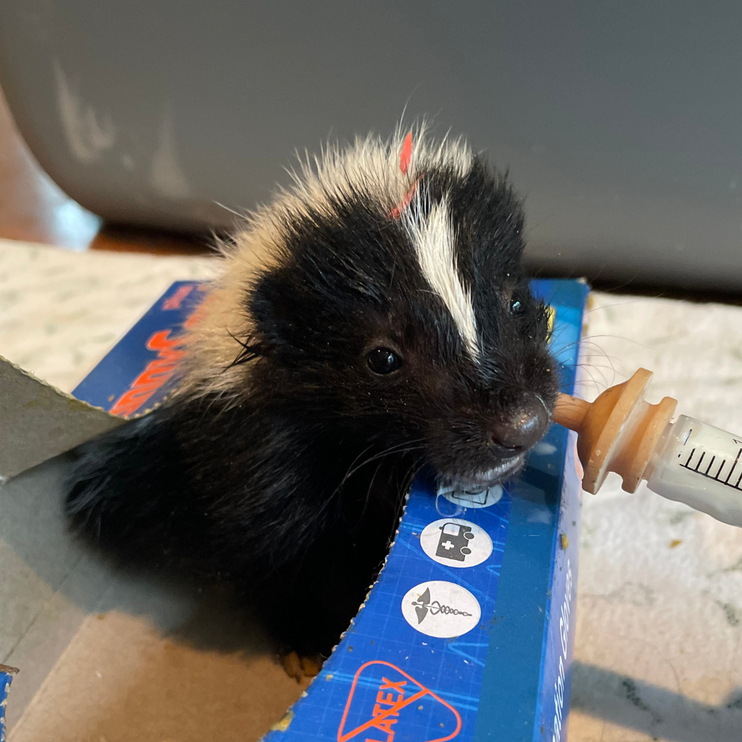 A baby striped skunk drinks formula from a syringe.