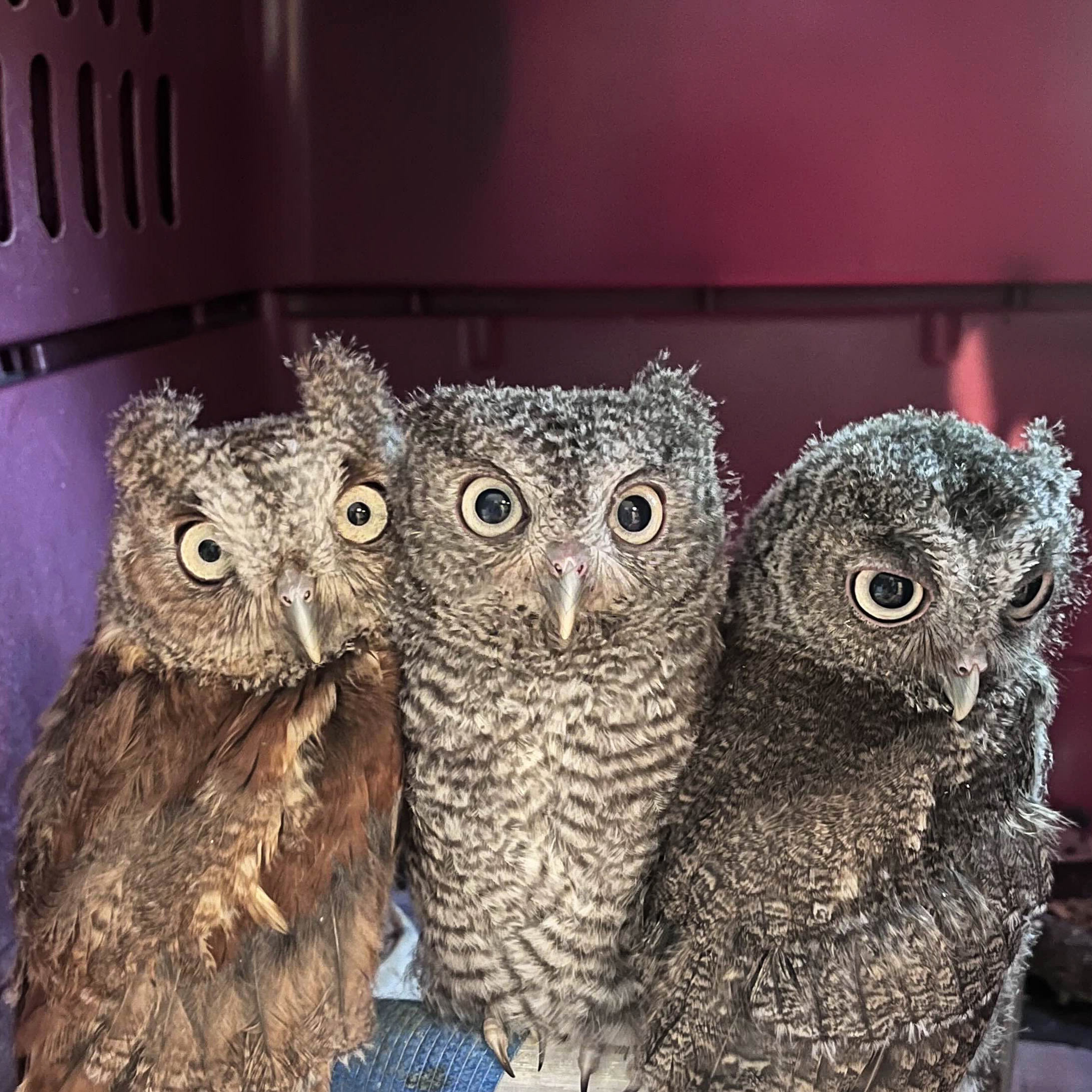 Three eastern screech owls sit squished together on a perch inside RWS's wildlife care nursery.