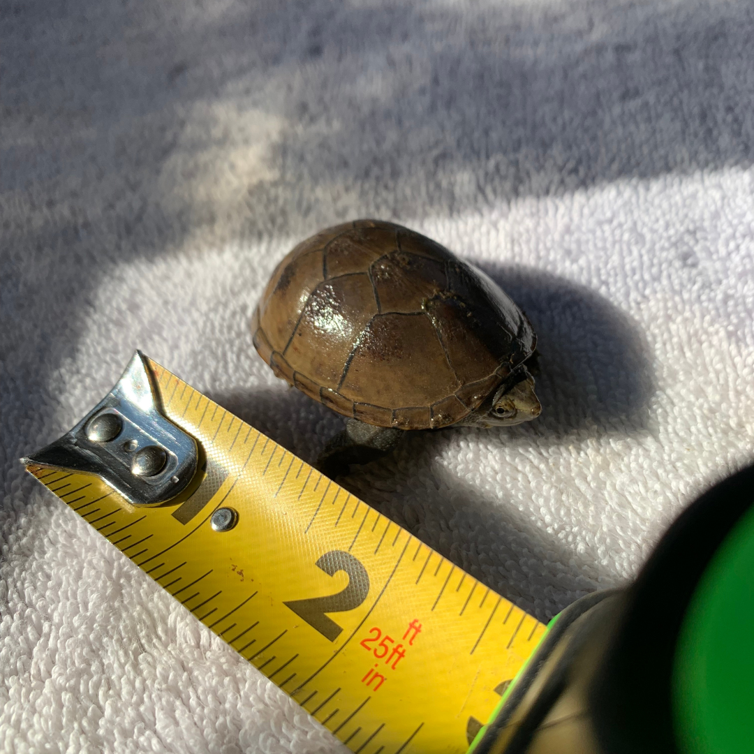 A hatchling Eastern Mud Turtle