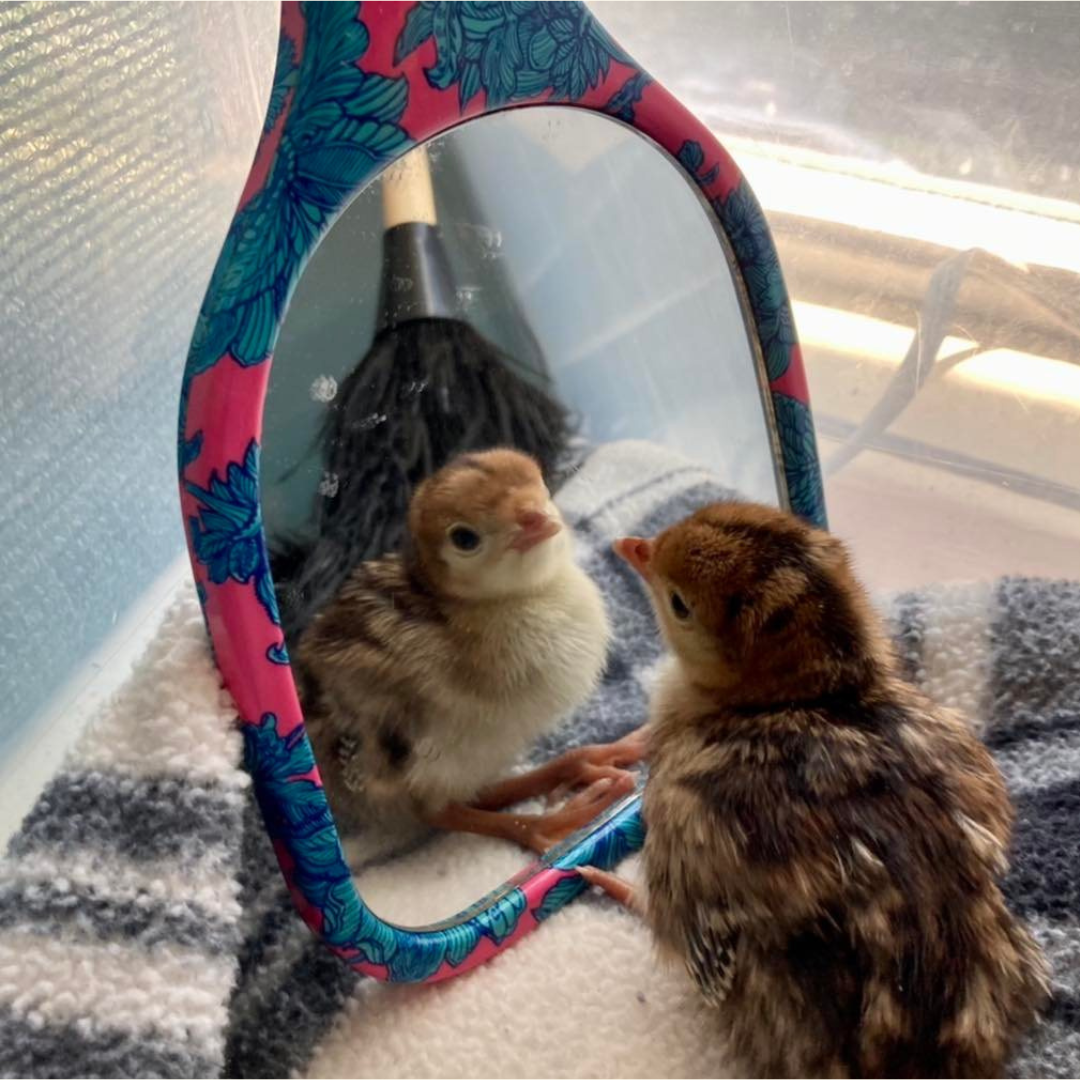 A Wild Turkey poult looks at itself in a mirror inside a rehabilitation care facility.