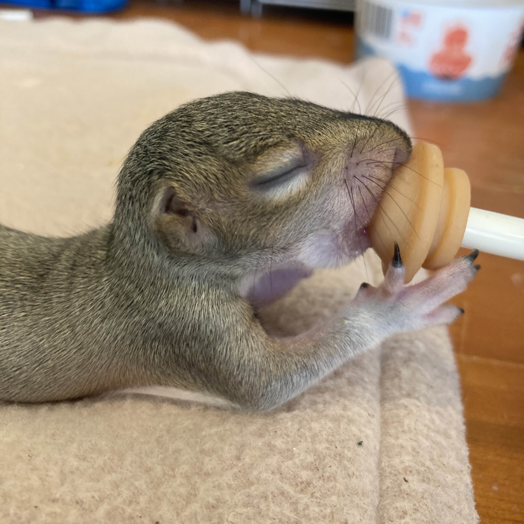 A baby gray squirrel with a missing ear pinna drinks from a syringe.