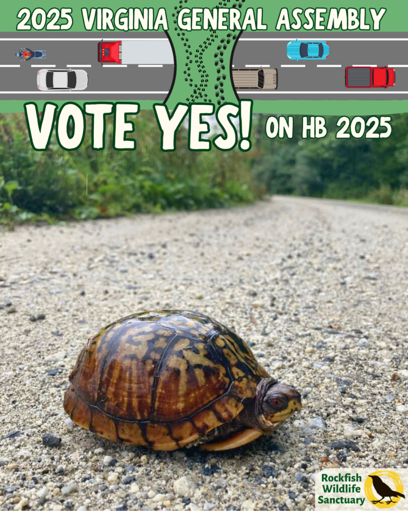 A wildlife corridor graphic says "2025 Virginia General Assembly" and "VOTE YES! On House Bill 2025." It is overlaid on a photo of an eastern box turtle in the road. The yellow Rockfish Wildlife Sanctuary logo is on the bottom right. 