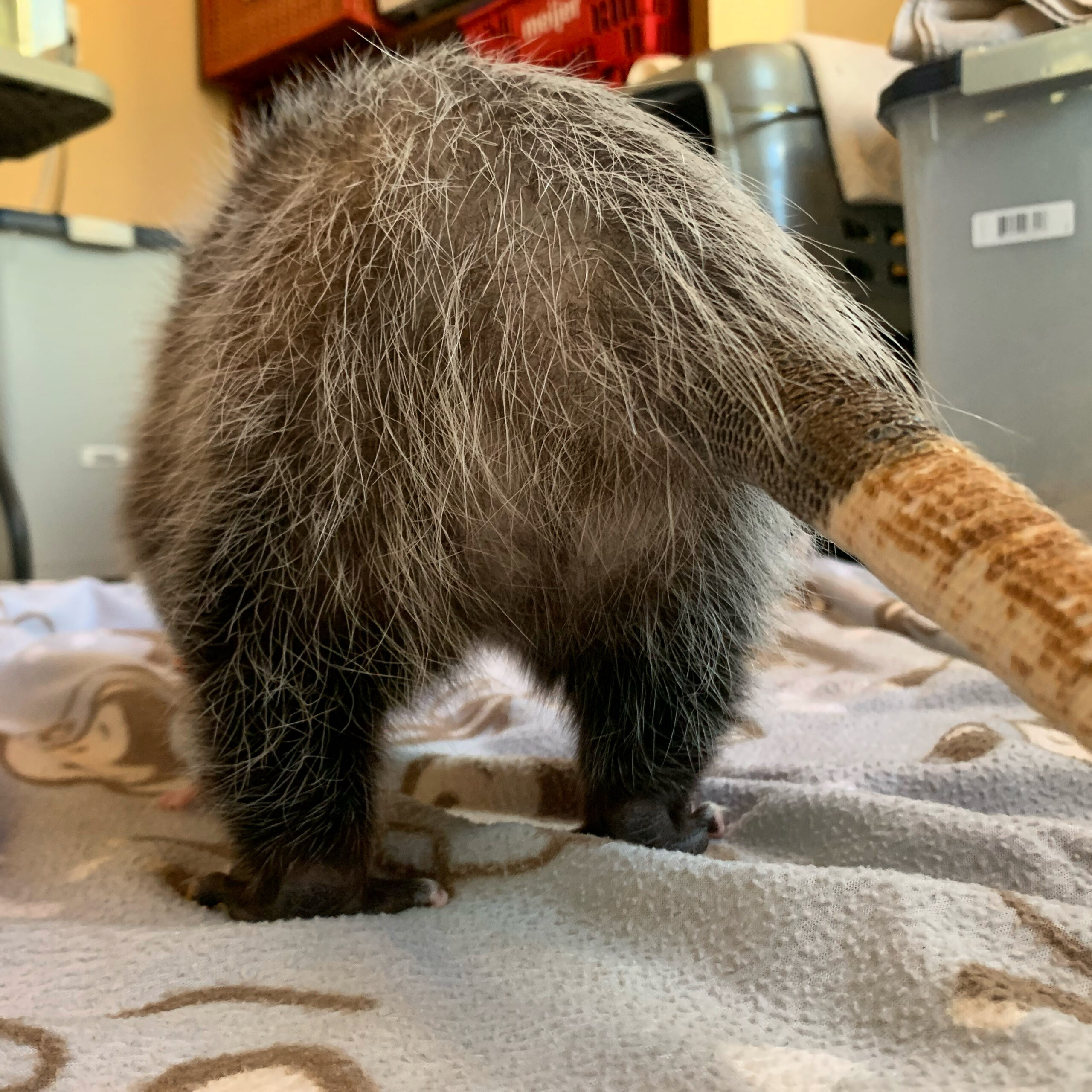 Photo taken of a Virginia opossum from behind, showing its tail and back feet as it walks away from the camera.