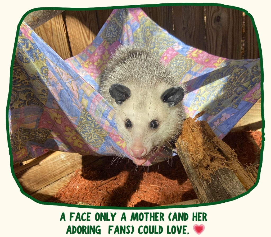 Our ambassador opossum stands in her hammock outdoors, mouth open and eyes wide at the camera.