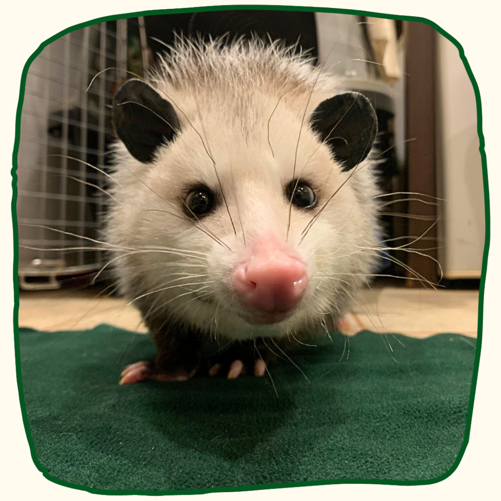 A juvenile opossum stands on a green fleece.