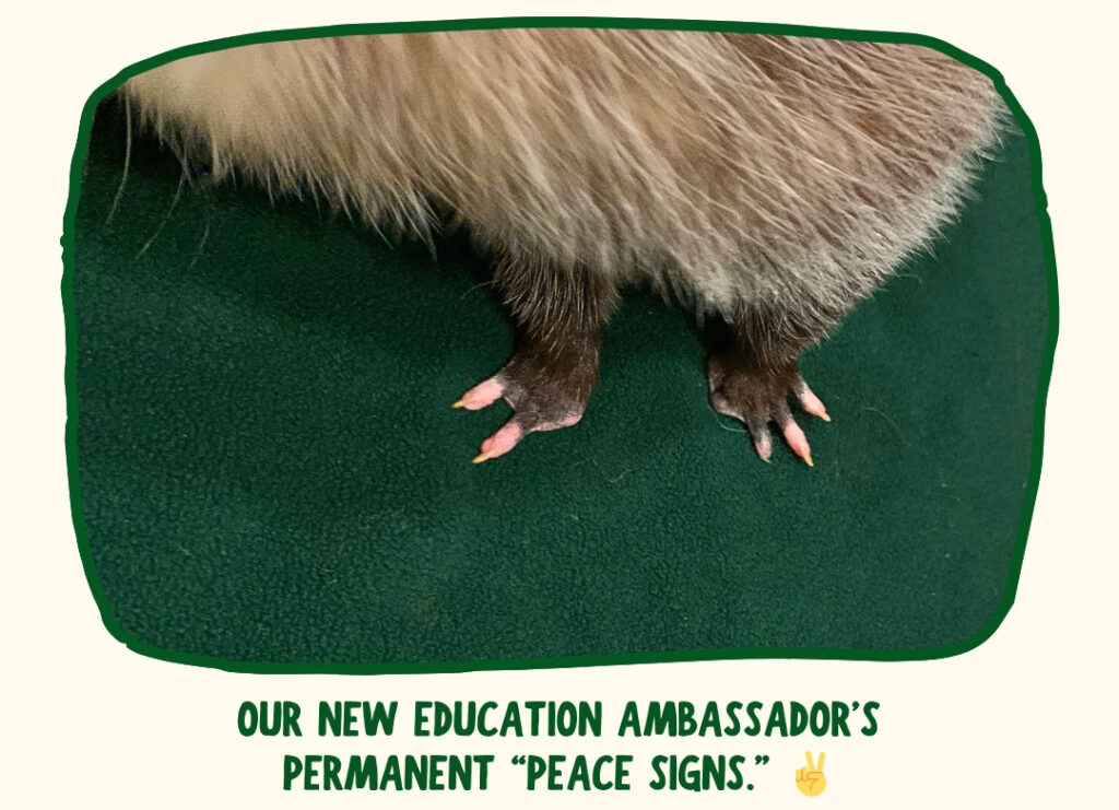 Our new ambassador's front feet, shown from above, missing three digits on either side.