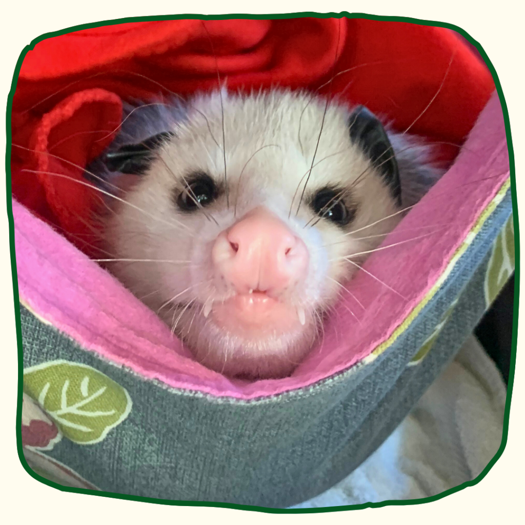 A Virginia opossum peaks out from a pink hammock, with a pink nose and white whiskers askew.
