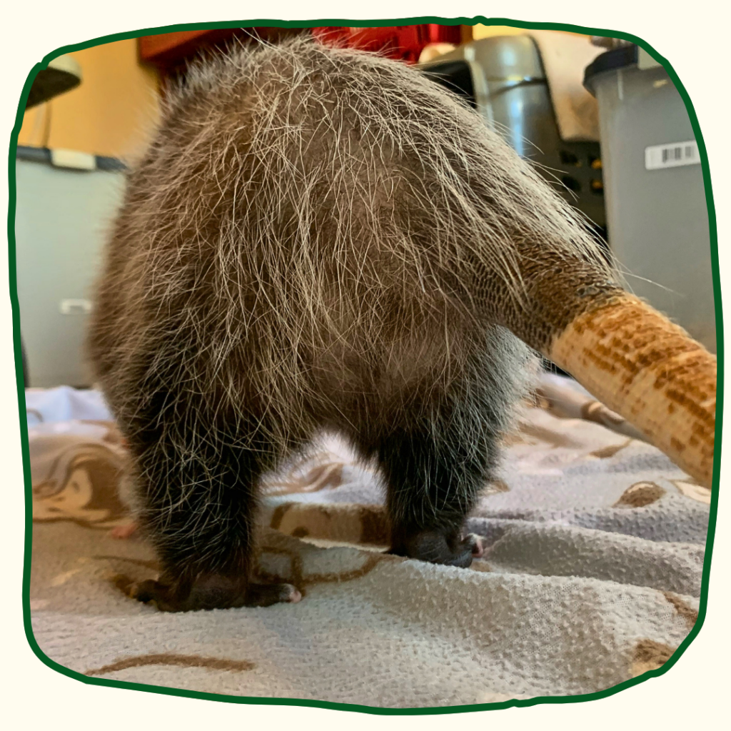 Photo taken from behind the opossum, showing its backside, back feet, and tail as it walks away from the camera. 