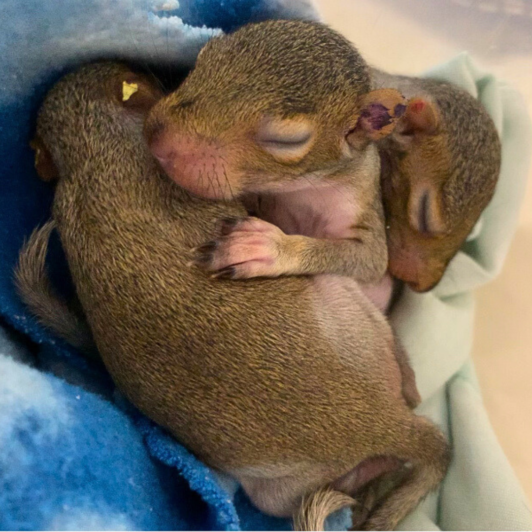 Three infant squirrels cuddle up in an incubator.