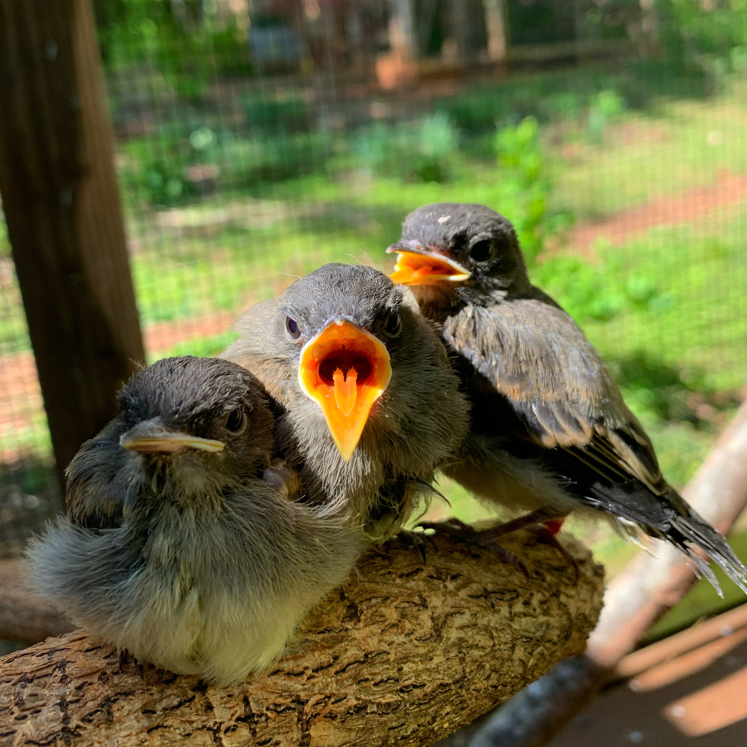 Three Eastern Phoebes perch on a log. The middle one looks at the camera with its beak open.