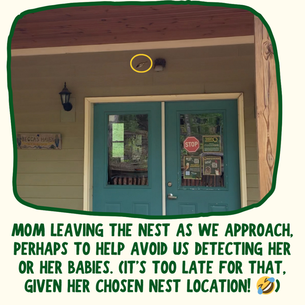 The blue front doors at RWS have a porch light above them. There is a small nest on the porch light, and an Eastern Phoebe is shown in a yellow circle as it flies out of the nest. Caption below says "Mom leaving the nest as we approach, perhaps to help avoid us detecting her or her babies. (It's too late for that, given her chosen nest location!)"