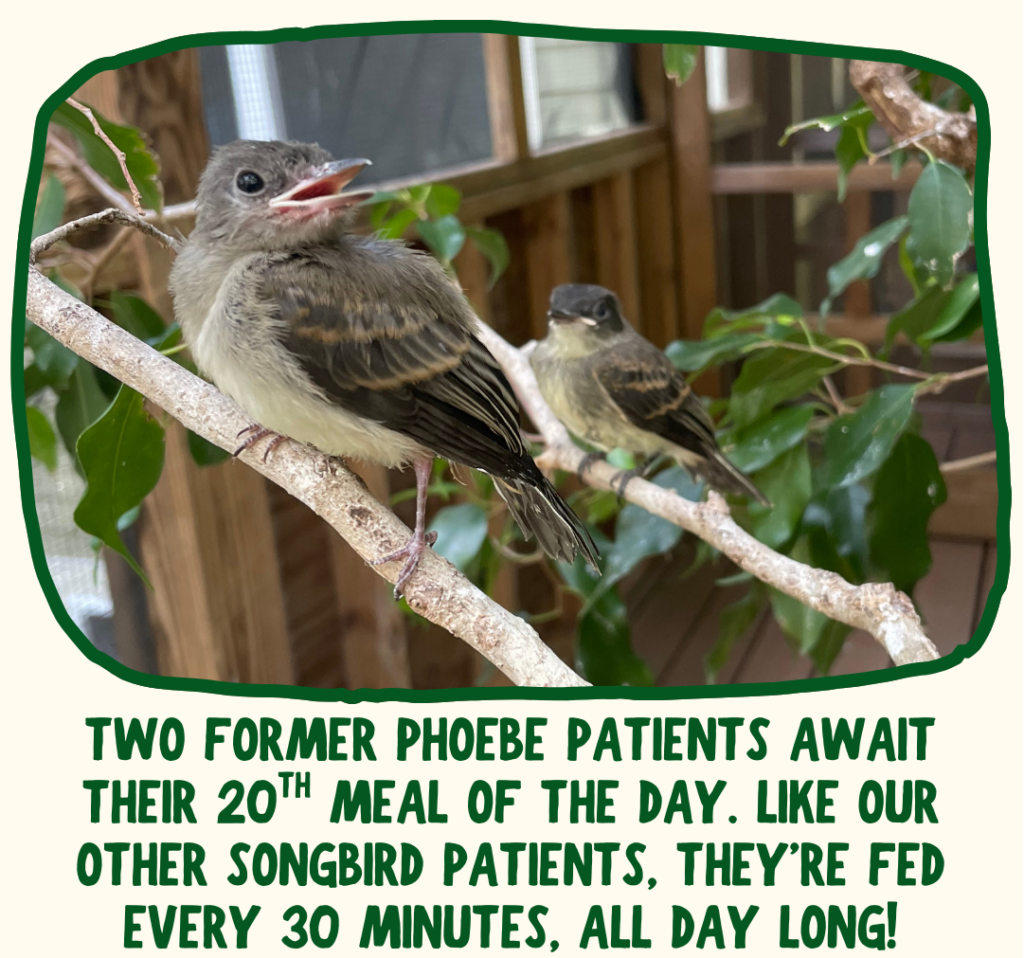 Two eastern phoebe fledglings perch on branches in our fledgling enclosure at RWS. Green text below says "Two former phoebe patients await their 20th meal of the day. Like our other songbird patients, they're fed every 30 minutes, all day long!"