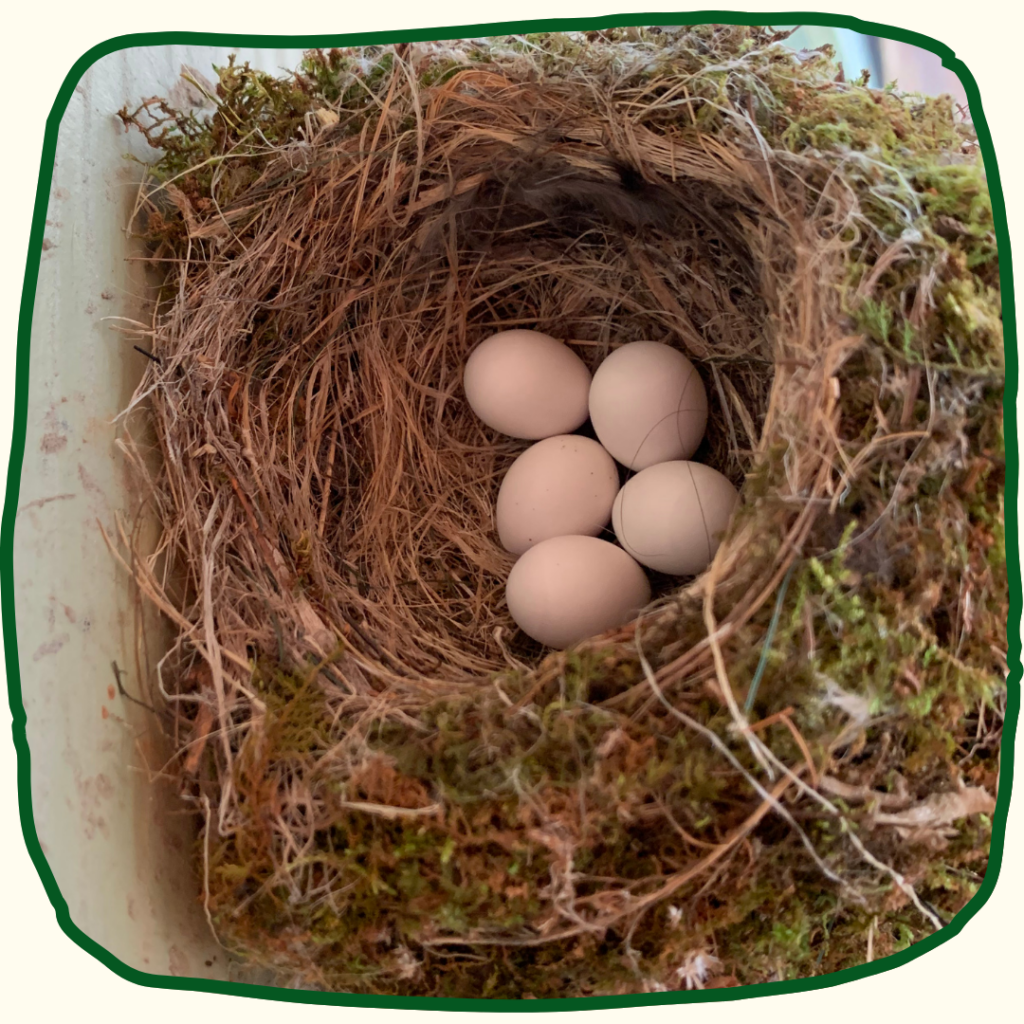A view from above looking into the nest. There are 5 cream color eggs nestled inside.