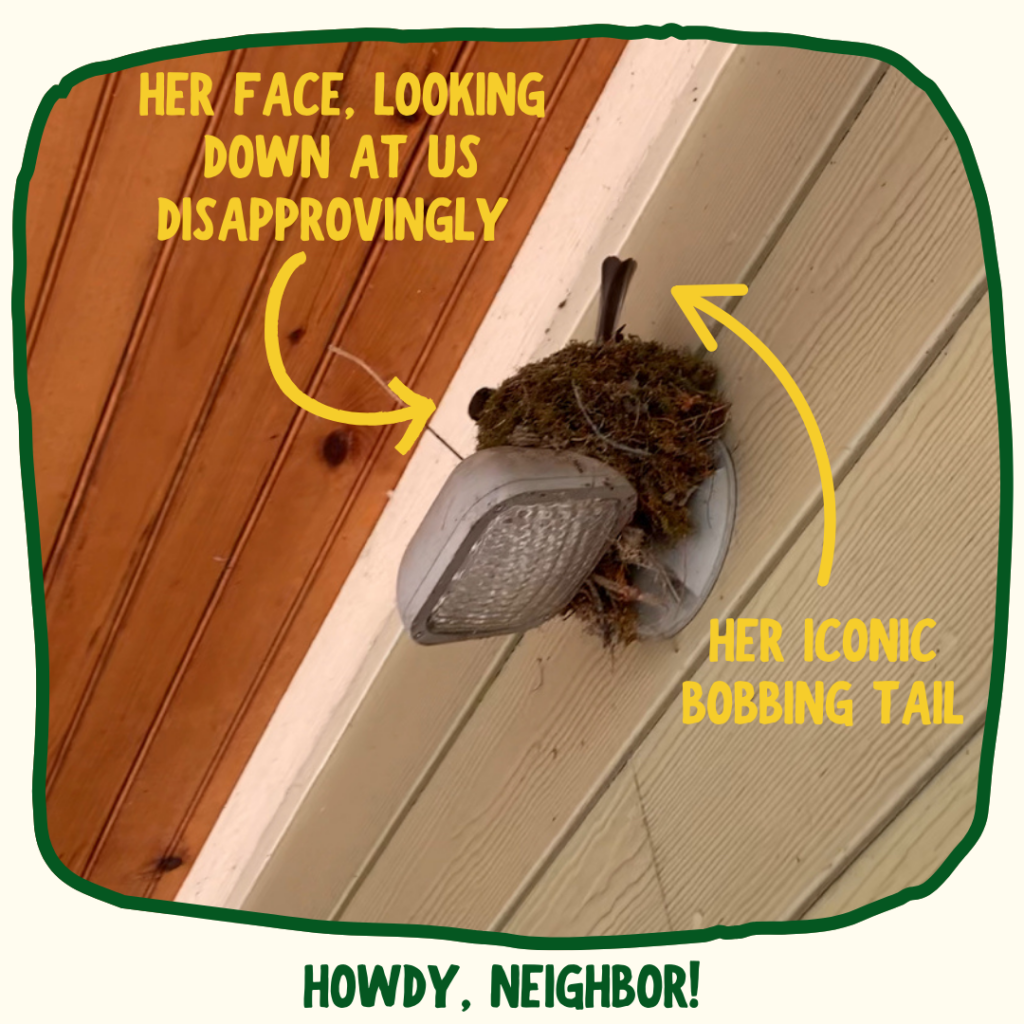 A close-up taken from below the porch light. The Eastern Phoebe mom sits on the nest and looks down. A yellow arrow points to her face and says "Her face, looking down at us disapprovingly" and another arrow points at her tail and says "her iconic bobbing tail."