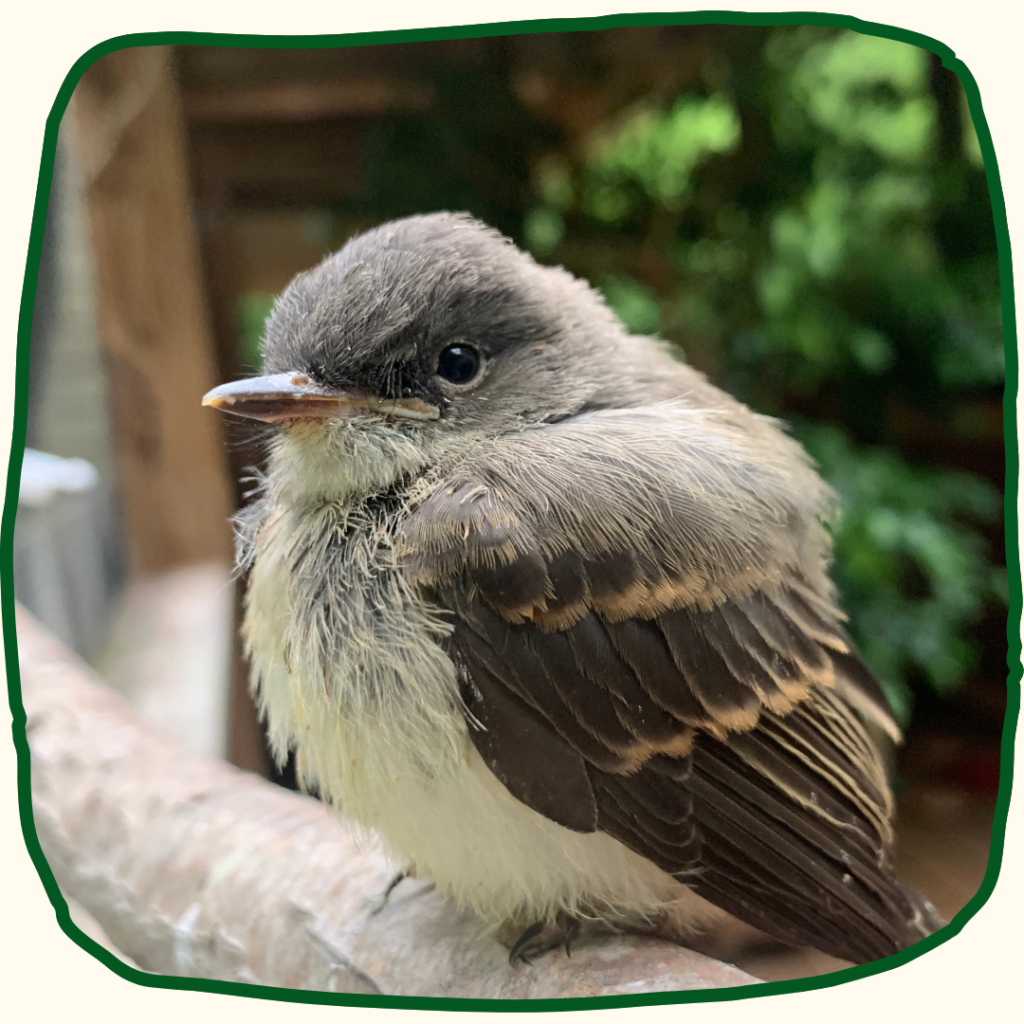 One Eastern Phoebe fledgling perches, giving the camera a side view. It is grayish brown on its back with dark eyes and a creamy-white chest.