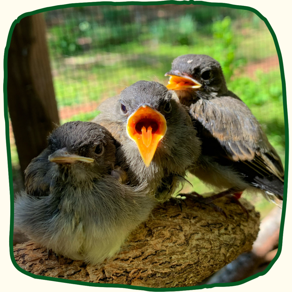 Three fledgling Eastern Phoebe patients sit in a row on a large branch. The middle one opens its large yellow beak to the camera, showing a red mouth.