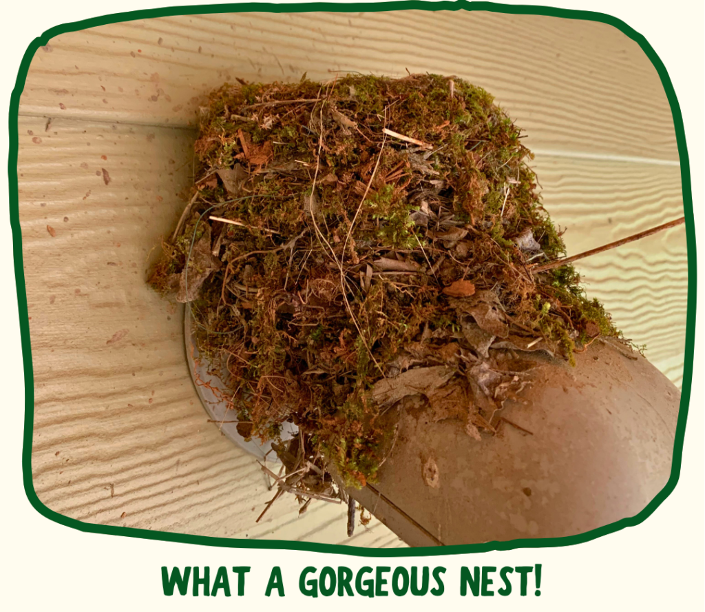 A side view of the phoebe nest above the door at RWS. It is made of sticks, leaves, and moss. Green text below says "What a gorgeous nest!"