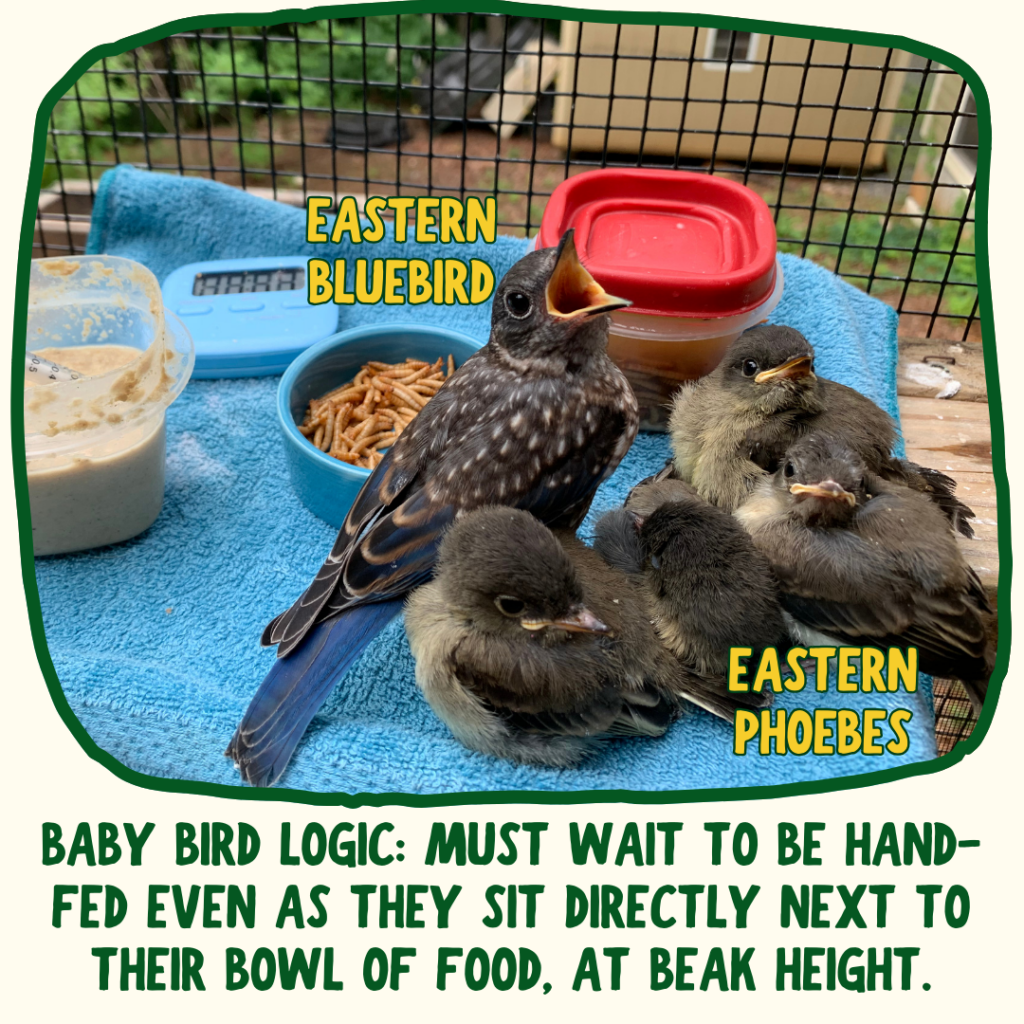 A group of birds sits on a tray with different bird diets and a timer. There is one Eastern Bluebird and four smaller Eastern Phoebe fledglings to the side. They sit awaiting to be fed the food from the rest of the tray. Green text below says "baby bird logic: must wait to be hand-fed even as they sit directly next to their bowl of food, at beak height."
