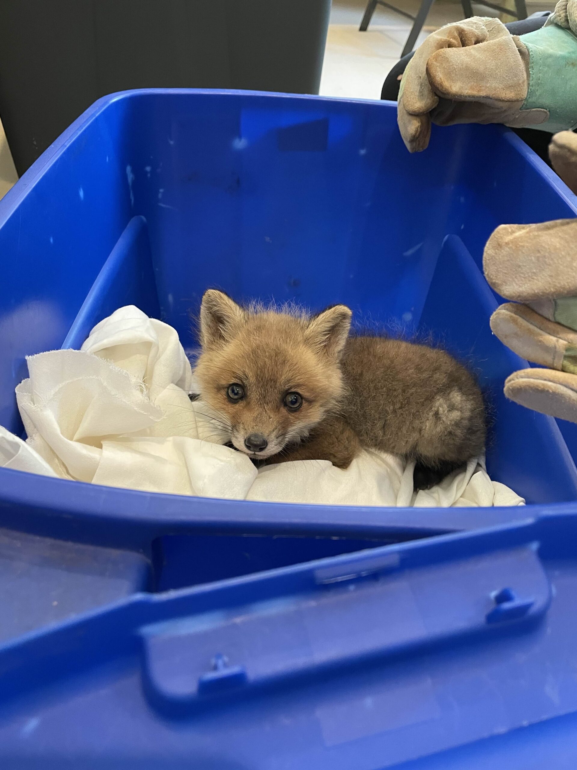A small red fox kit the size of a football sits on a white sheet inside of a blue plastic tote tub.