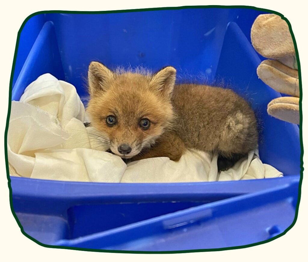 A red fox kit the size of a football lays down curled up on a white sheet inside of a blue plastic tote. It looks directly at the camera.