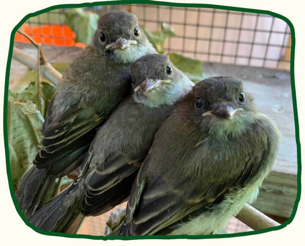 Three eastern phoebe fledglings sit in a row on a small branch in the RWS fledgling enclosure. All three look up at the camera, beaks closed.