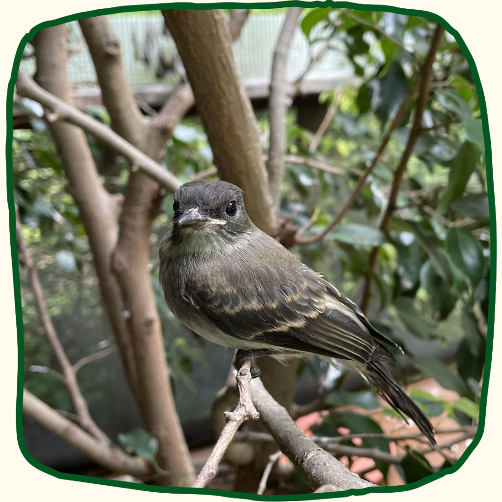 An eastern phoebe fledgling perches among leafy green branches in the RWS fledgling enclosure, looking at the camera.
