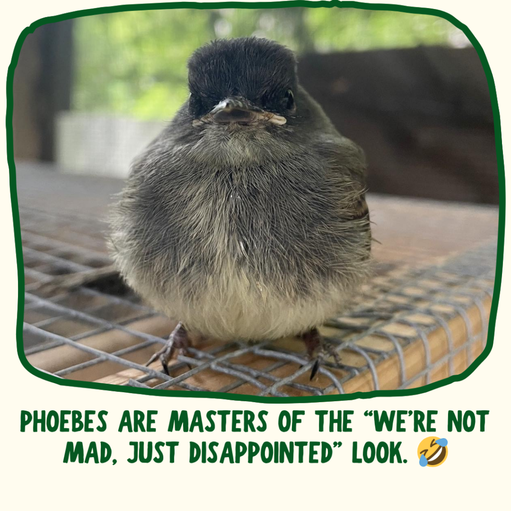 One eastern phoebe looks head on at the camera. Green text below says "phoebes are masters of the 'we're not mad, just disappointed' look" with a laughing crying emoji.