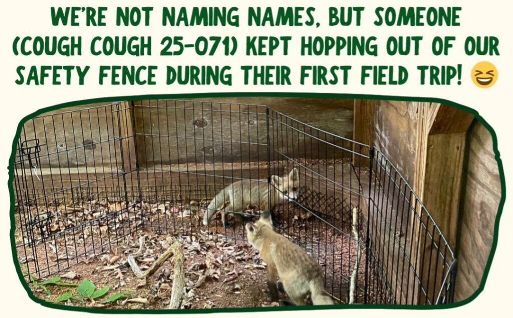 A photo inside one of the Sanctuary's red fox outdoor enclosures. One kit is inside a smaller playpen, looking out at the second fox kit walking around it. Green text above the photo says "We're not naming names, but someone (cough cough 25-071) kept hopping out of our safety fence during their first field trip!" with a laughing emoji.