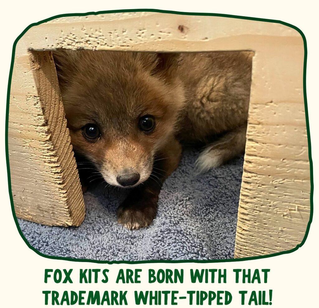 A red fox kit curls up inside a wooden hide house inside the RWS nursery. Its tail is wrapped around its legs, and a white patch is visible at the tip. Green text under the photo says "Fox kits are born with that trademark white-tipped tail!"