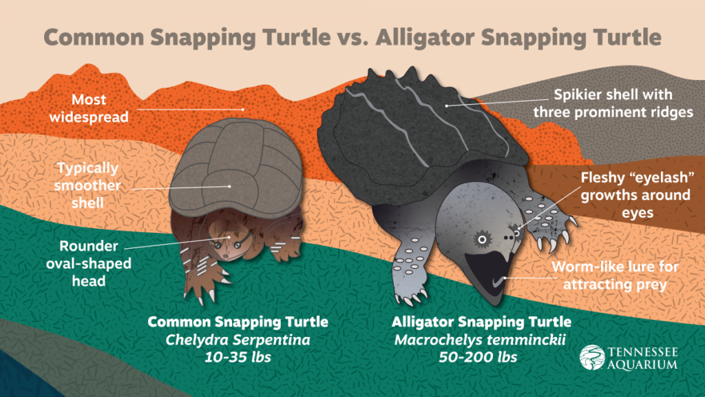 A graphic comparing the common snapping turtle to the alligator snapping turtle from the Tennessee Aquarium, whose logo is in the bottom right. The left turtle is a common snapping turtle, which is smaller. Text says it is more widespread, typically smoother shell, with a rounder oval-shaped head. The alligator snapping turtle on the right is larger and darker with a spikier shell with three prominent ridges, fleshy "eyelash" growths around eyes, and a worm-like lure for attracting prey.