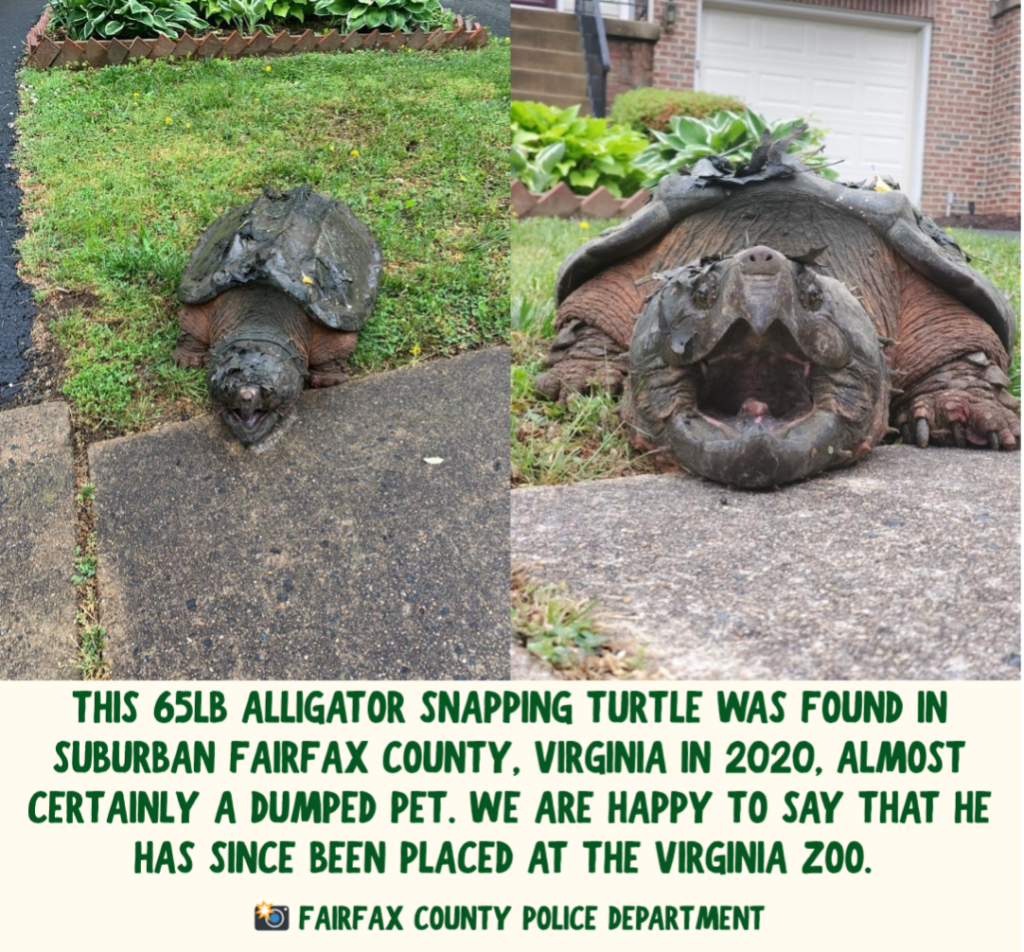 Two side-by-side images show a large alligator snapping turtle on pavement next to a patch of grass. Green text under the photo says "This 65lb alligator snapping turtle was found in suburban Fairfax County, Virginia in 2020, almost certainly a dumped pet. We are happy to say that he has since been placed at the Virginia Zoo." Image credits are to the Fairfax County Police Department.