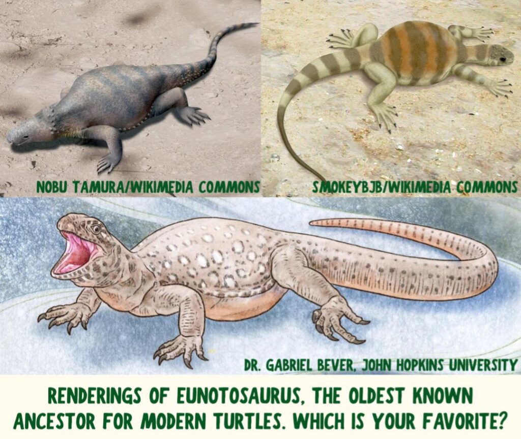 Three different renderings of the Eunotosaurus, the prehistoric ancestor of modern day snapping turtles.