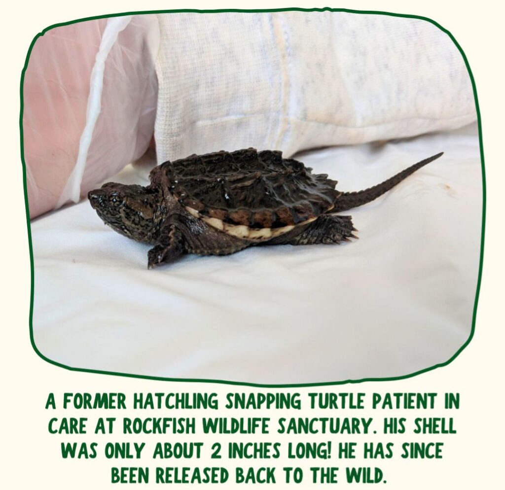 A small hatchling snapping turtle rests on a white sheet. It is about three inches long. Green text under the photo reads: "A former hatchling snapping turtle patient in care at Rockfish Wildlife Sanctuary. His shell was only about 2 inches long! He has sine been released back to the wild."