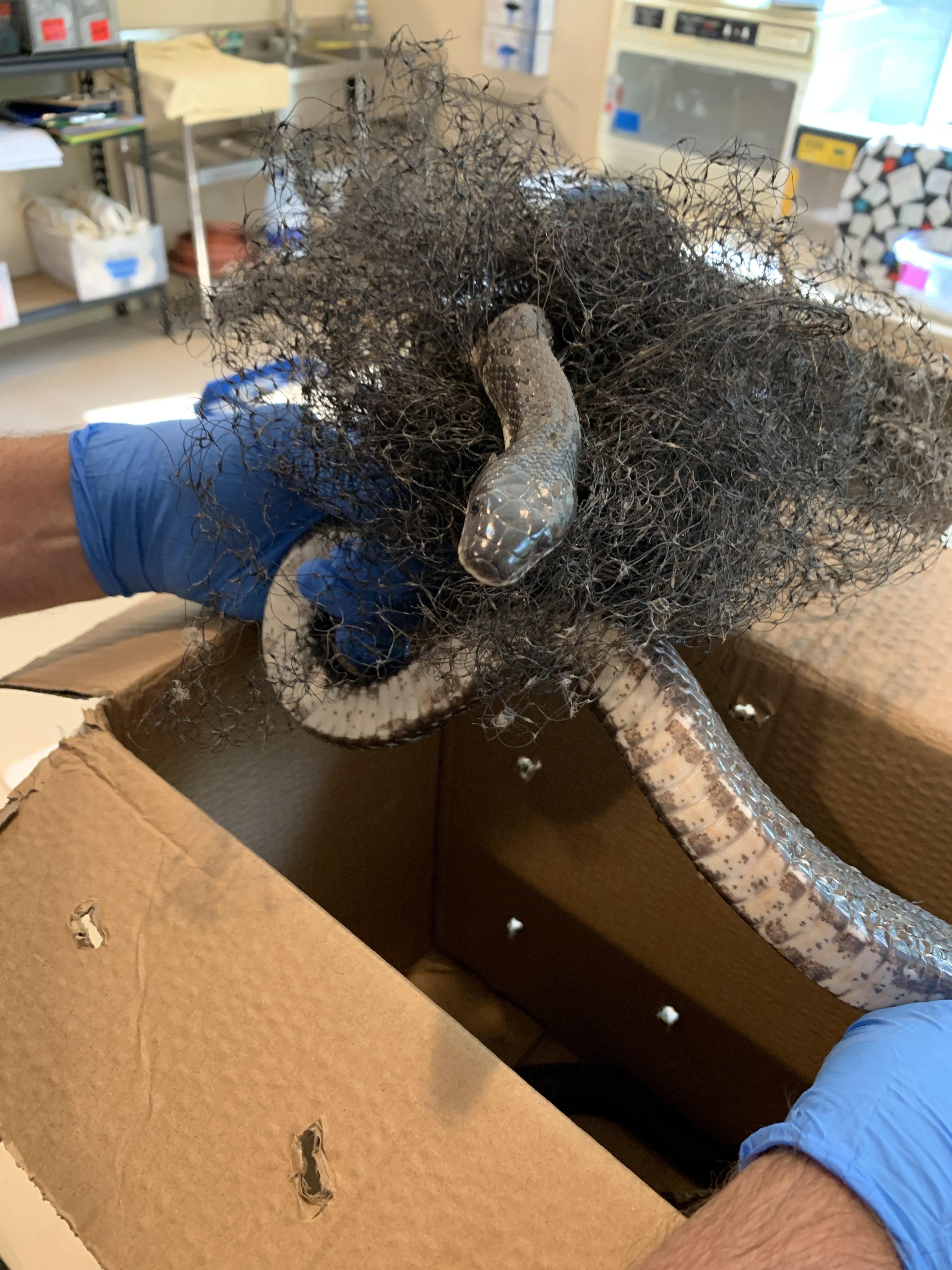 Two gloved hands hold up a black ratsnake. Its head sticks out of a tangled mess of black mesh garden netting.