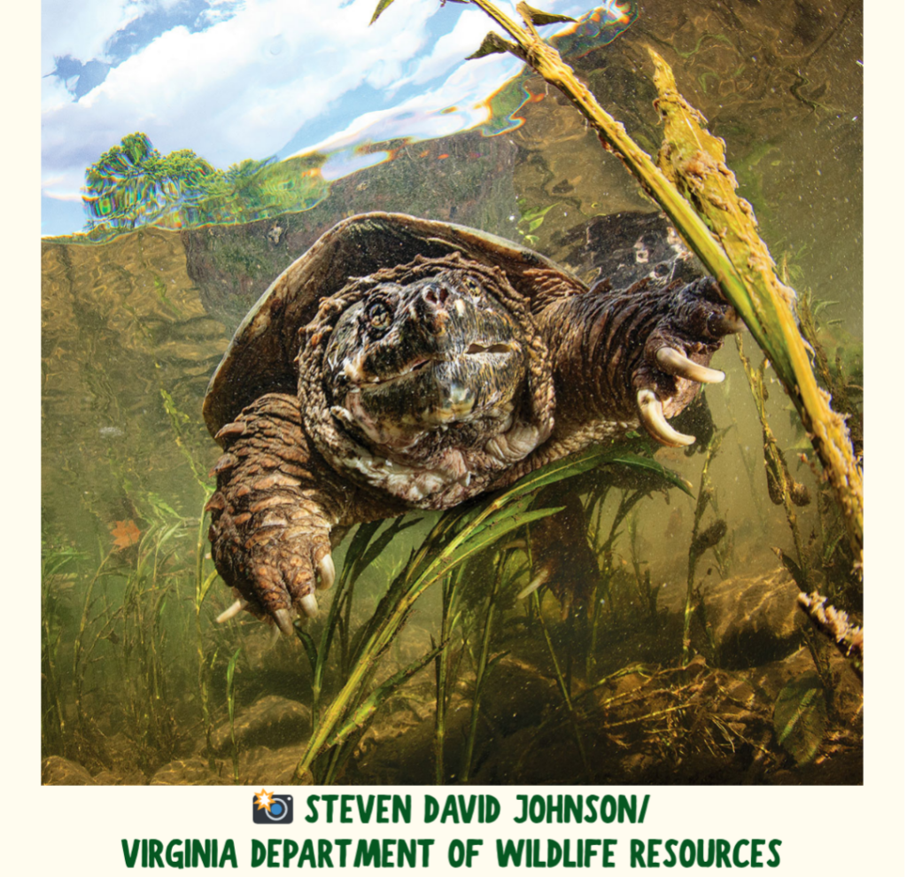 A snapping turtle floats underwater, claws outstretched to the camera.