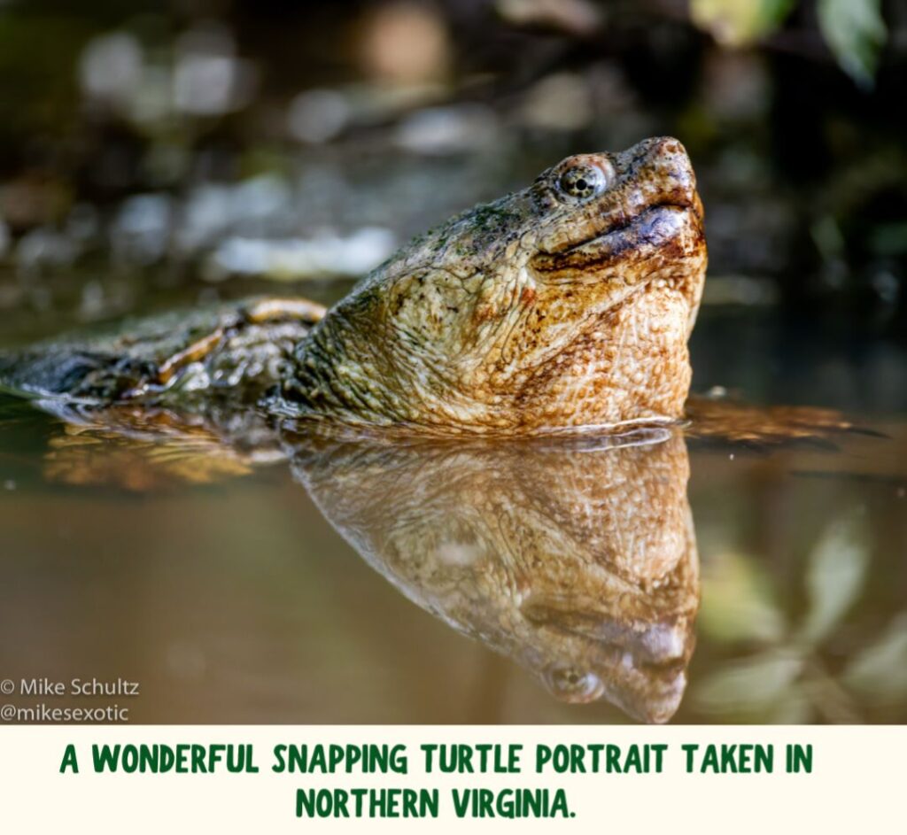 A close-up shot of a snapping turtle floating on muddy water. Its head and the top of its shell are above the water with a perfect reflection of its face on the water's surface below. It has brownish white skin and green speckled eyes. Copyright says Mike Schultz. Green text under the image says "A wonderful snapping turtle portrait taken in northern Virginia."