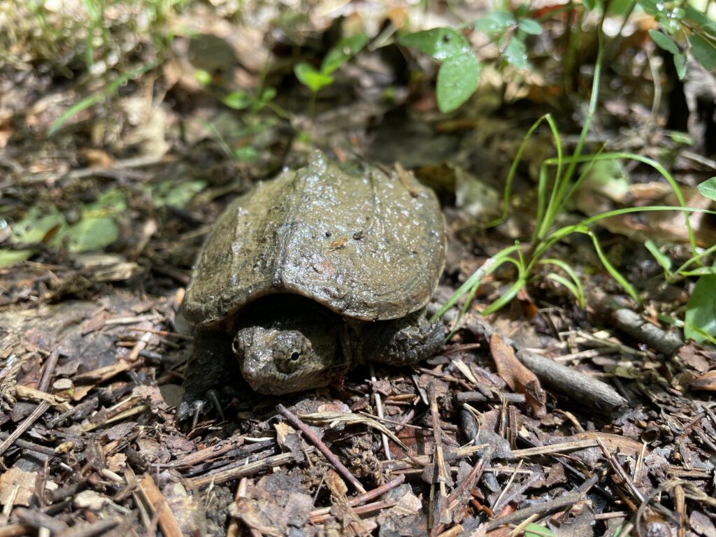 A hatchling snapping turtle rests on some wood chips on the forest floor.