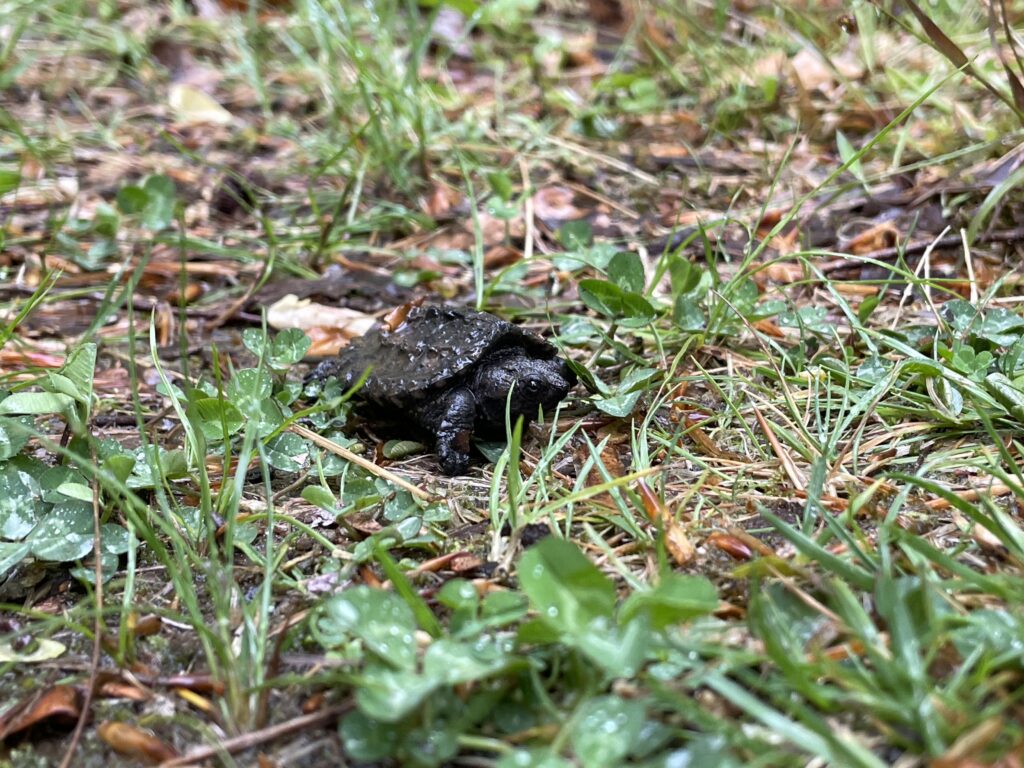 A hatchling snapping turtle rests on some wood chips on the forest floor.