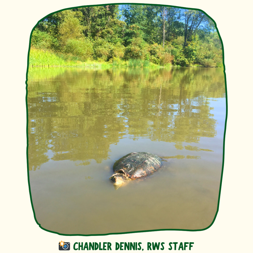 A large snapping turtle floats on a pond and looks at the camera. Green text under the photo says "Chandler Dennis, RWS Staff" as the photo credit.