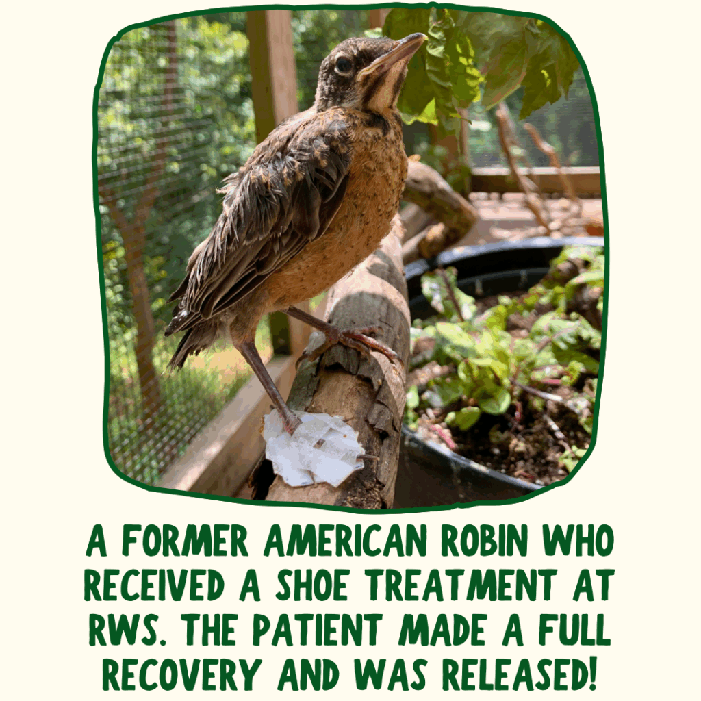 An American Robin stands on a log inside the fledgling enclosure. Its right foot is wearing a plastic and tape corrective shoe. Green text below the photo says "A former American Robin who received a shoe treatment at RWS. This patient made a full recovery and was released!"