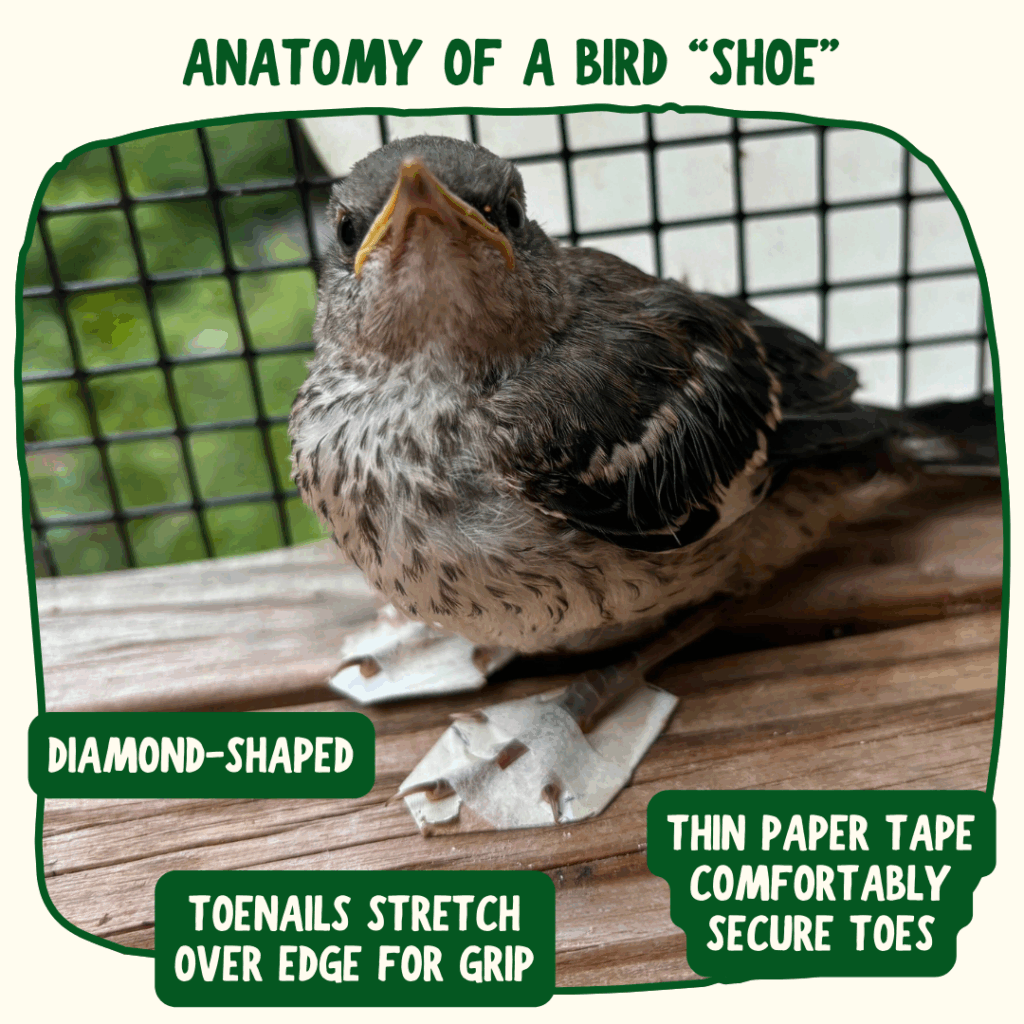 Green text at the top says "anatomy of a bird shoe" with a photo of a Northern Mockingbird fledgling sitting underneath. Both feet wear corrective shoes. Text alongside the shoes says "Diamond shaped," "Toesnails stretch over edge for grip," and "Thin paper tape comfortably secure toes"