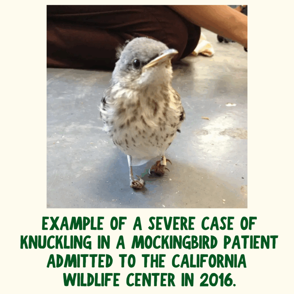 A Northern Mockingbird fledgling looks at the camera head-on. Both feed are completely curled into stumps. Green text under the photo says "Example of a severe case of knuckling in a mockingbird patient admitted to the California Wildlife Center in 2016."