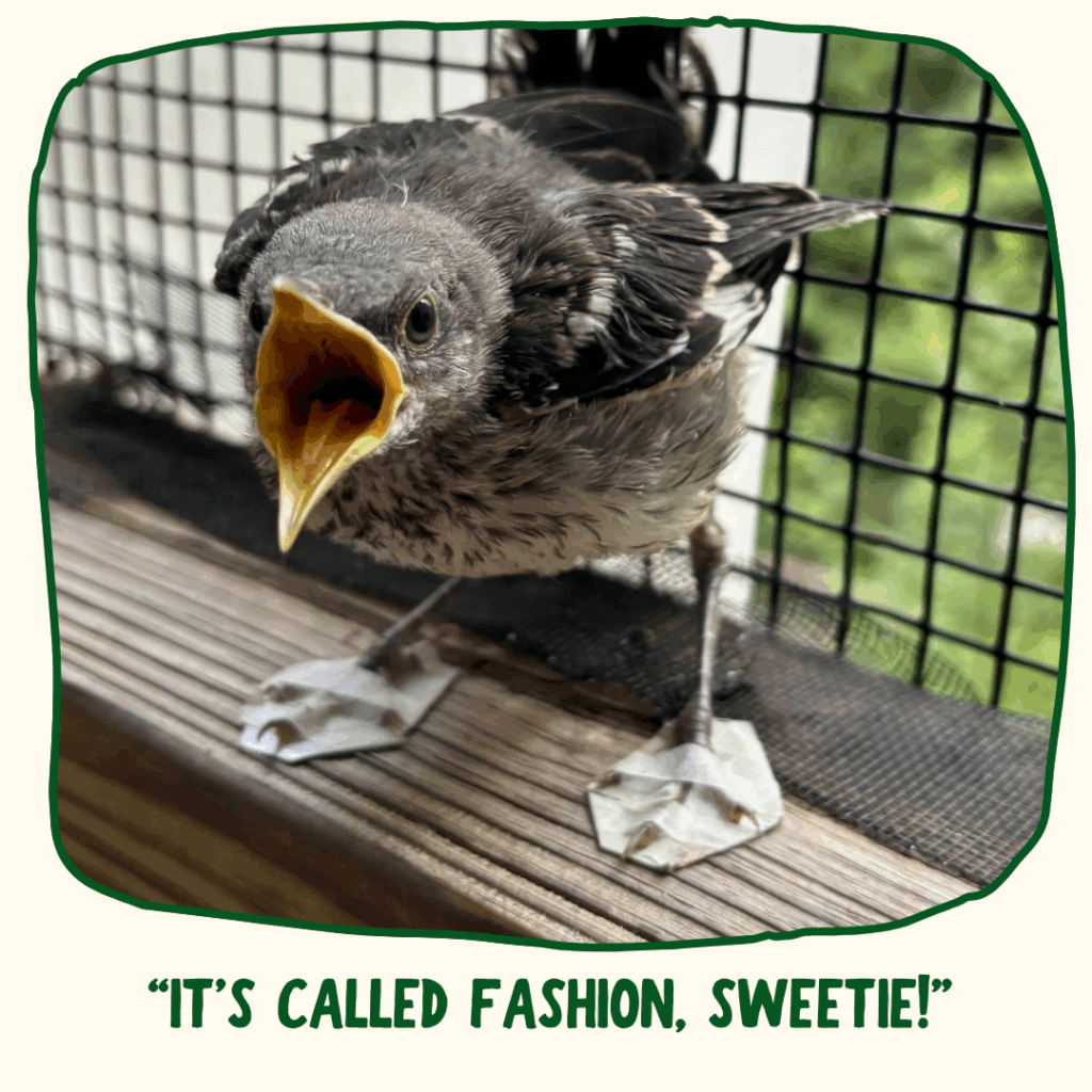 The Northern Mockingbird fledgling stands on a wooden sill and looks at the camera, its yellow beak open while mid-call. Both feet are wearing plastic and paper tape shoes.