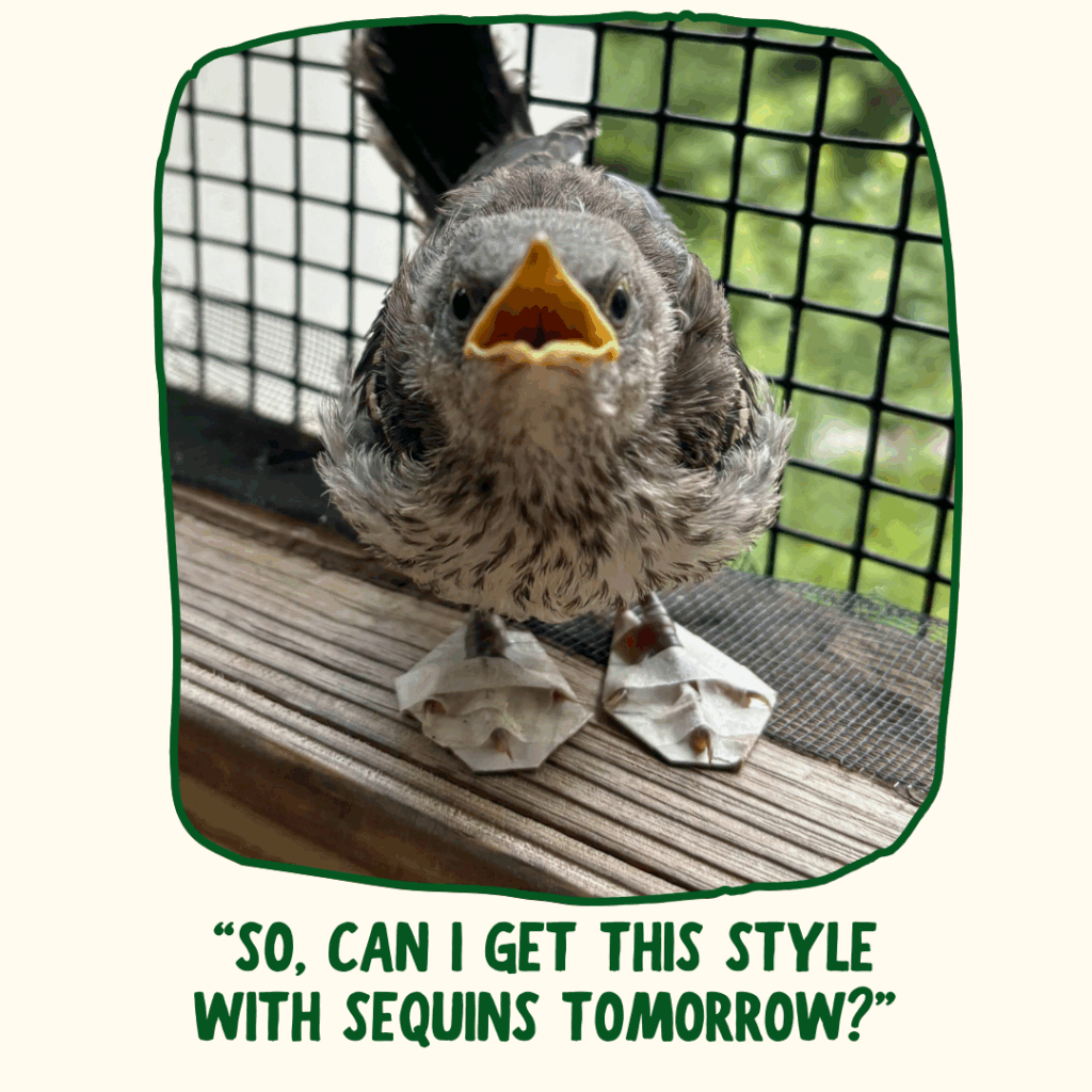 A Northern Mockingbird wearing corrective shoes on both feet looks at the camera with its yellow beak open. Green text underneath says "'So, can I get this style with sequins tomorrow?'"