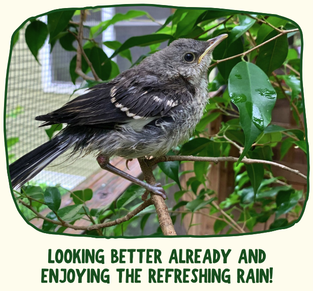 The Northern Mockingbird fledgling perches on a small branch in the fledgling enclosure. Both feet curl properly around the branch. Green text under the photo says "looking better already and enjoying the refreshing rain!"