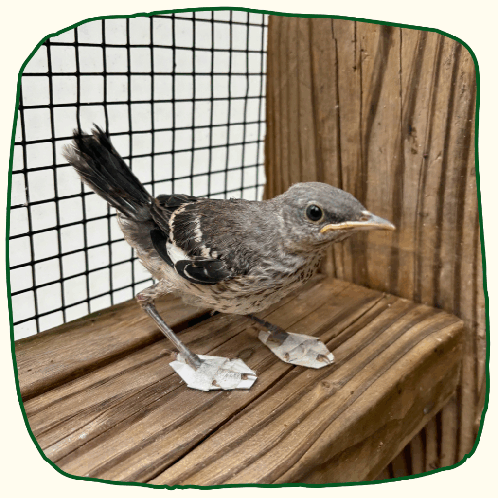 A Northern Mockingbird stands on a wooden sill. Both feet are taped flat to two pieces of white cardboard, stretching its toes into proper position. They look like little snow shoes. The mockingbird looks to the right, at the camera, with its dark tail held above it.